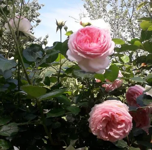 Mo Va La 3* Budrio (Bologna)